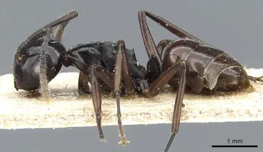 Polyrhachis subtridens specimen CASENT0905569 image casent0905569_3