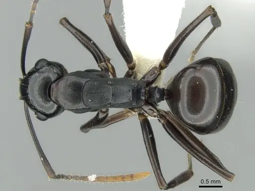 Polyrhachis subtridens specimen CASENT0906571 image casent0906571_1