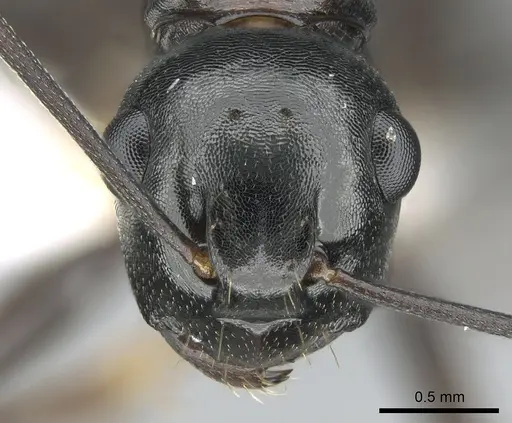 Polyrhachis subtridens specimen CASENT0906571 image casent0906571_2