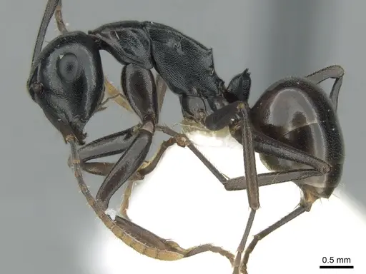Polyrhachis subtridens specimen CASENT0906571 image casent0906571_3