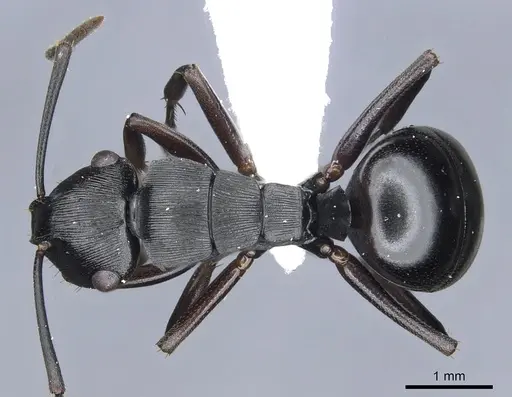 Polyrhachis sukarmani specimen CASENT0903306 image casent0903306_1