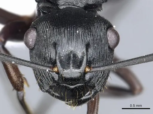 Polyrhachis sukarmani specimen CASENT0903306 image casent0903306_2