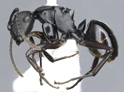 Polyrhachis sukarmani specimen CASENT0903306 image casent0903306_3