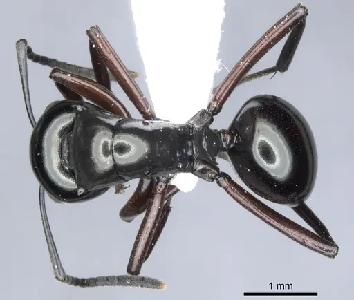 Polyrhachis sulang specimen CASENT0903392 image casent0903392_1