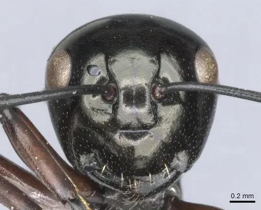 Polyrhachis sulang specimen CASENT0903392 image casent0903392_2
