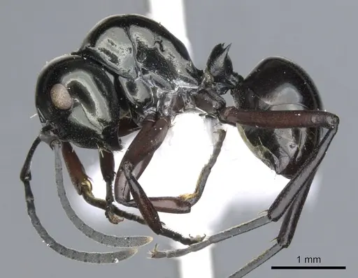 Polyrhachis sulang specimen CASENT0903392 image casent0903392_3