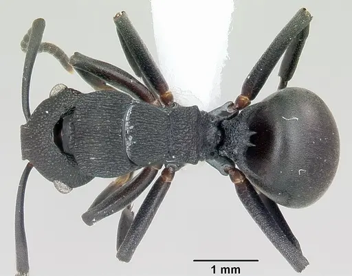 Polyrhachis sulawesiensis specimen CASENT0103178 image casent0103178_1