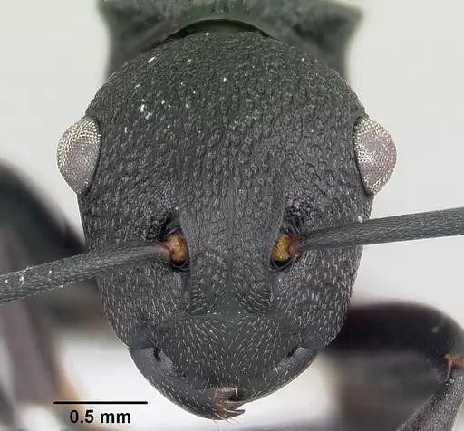 Polyrhachis sulawesiensis specimen CASENT0103178 image casent0103178_2