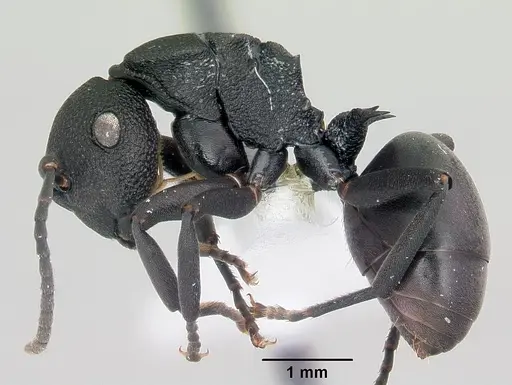 Polyrhachis sulawesiensis specimen CASENT0103178 image casent0103178_3