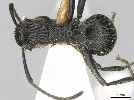Polyrhachis sulcata specimen CASENT0906821 image casent0906821_1
