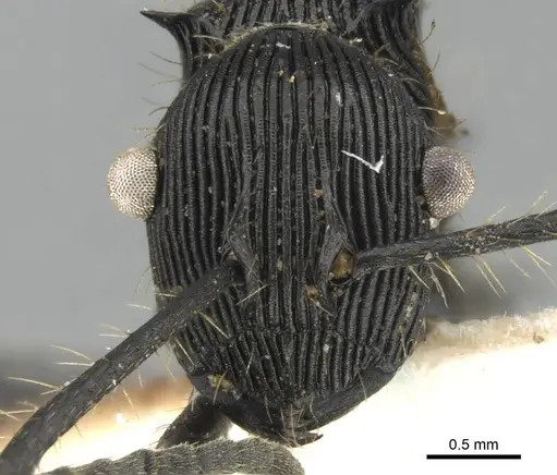 Polyrhachis sulcata specimen CASENT0906821 image casent0906821_2