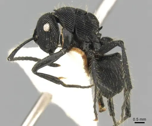 Polyrhachis sulcata specimen CASENT0906821 image casent0906821_3