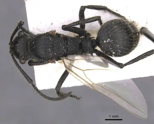 Polyrhachis sulcata specimen CASENT0913675 image casent0913675_1