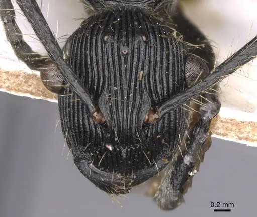 Polyrhachis sulcata specimen CASENT0913675 image casent0913675_2