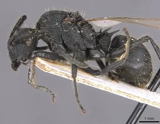 Polyrhachis sulcata specimen CASENT0913675 image casent0913675_3