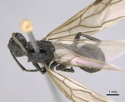 Polyrhachis sulcata specimen CASENT0923504 image casent0923504_1