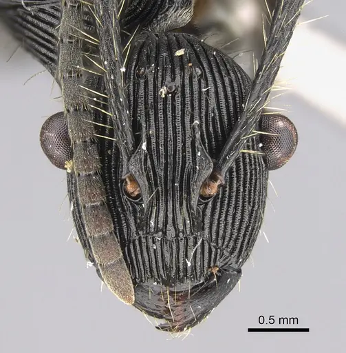 Polyrhachis sulcata specimen CASENT0923504 image casent0923504_2