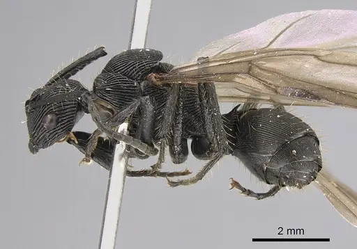 Polyrhachis sulcata specimen CASENT0923504 image casent0923504_3
