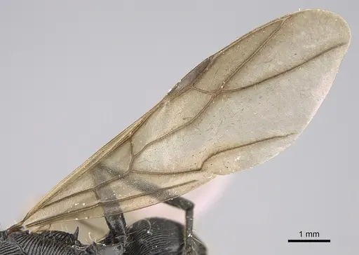 Polyrhachis sulcata specimen CASENT0923504 image casent0923504_4