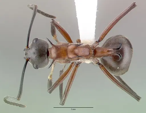 Polyrhachis taylori specimen CASENT0010665 image casent0010665_1