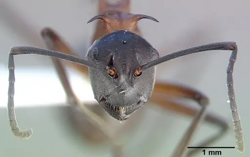 Polyrhachis taylori specimen CASENT0010665 image casent0010665_3