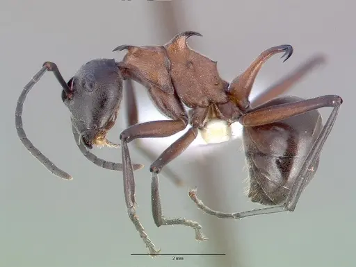 Polyrhachis taylori specimen CASENT0010665 image casent0010665_4