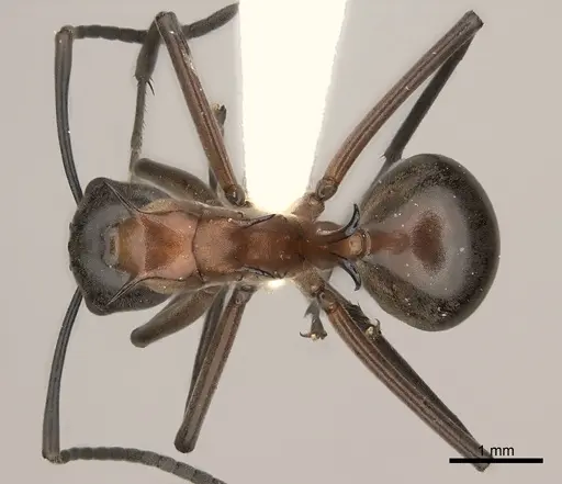 Polyrhachis taylori specimen CASENT0217439 image casent0217439_1