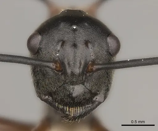 Polyrhachis taylori specimen CASENT0217439 image casent0217439_2