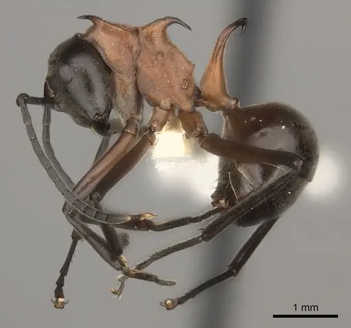 Polyrhachis taylori specimen CASENT0217439 image casent0217439_3