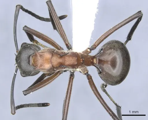 Polyrhachis taylori specimen CASENT0903295 image casent0903295_1