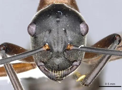 Polyrhachis taylori specimen CASENT0903295 image casent0903295_2