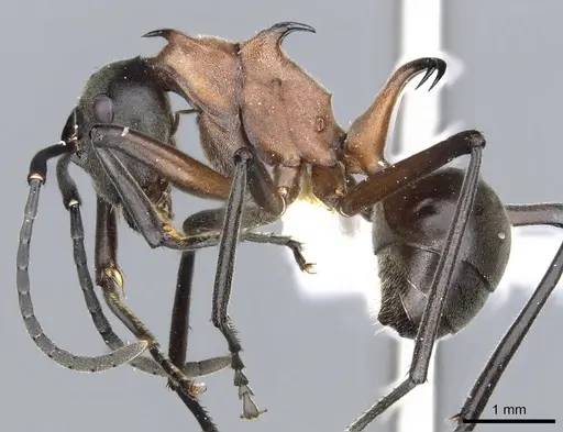 Polyrhachis taylori specimen CASENT0903295 image casent0903295_3