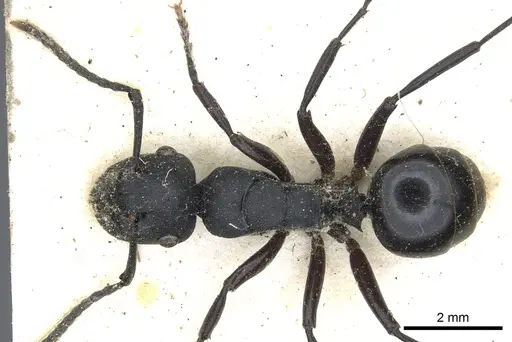 Polyrhachis templi specimen CASENT0903304 image casent0903304_1