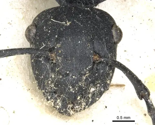 Polyrhachis templi specimen CASENT0903304 image casent0903304_2