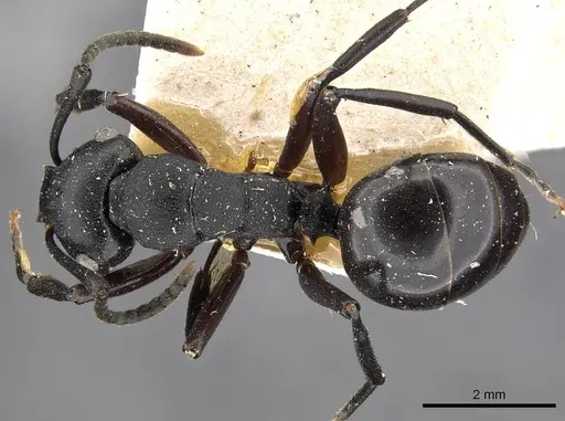 Polyrhachis templi specimen CASENT0910415 image casent0910415_1