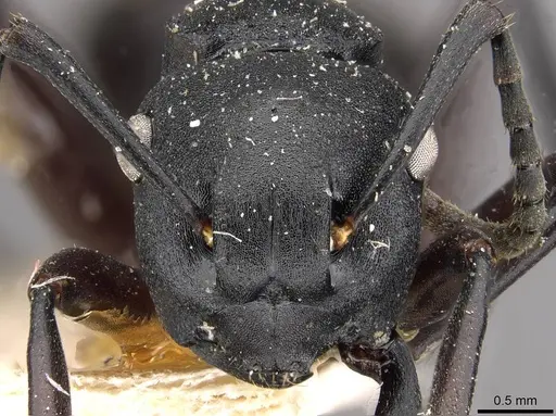 Polyrhachis templi specimen CASENT0910415 image casent0910415_2