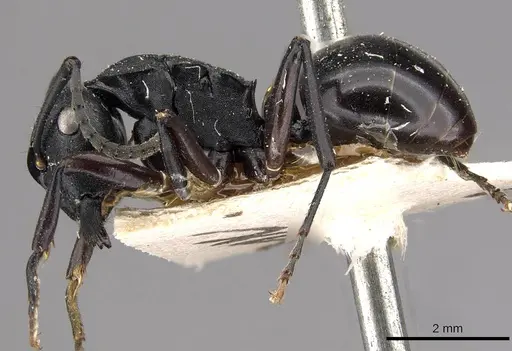 Polyrhachis templi specimen CASENT0910415 image casent0910415_3