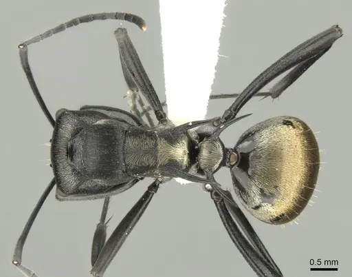 Polyrhachis terpsichore specimen CASENT0906605 image casent0906605_1