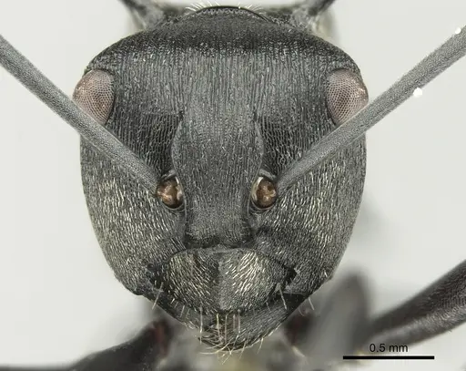 Polyrhachis terpsichore specimen CASENT0906605 image casent0906605_2