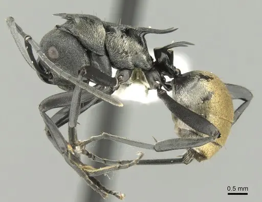 Polyrhachis terpsichore specimen CASENT0906605 image casent0906605_3