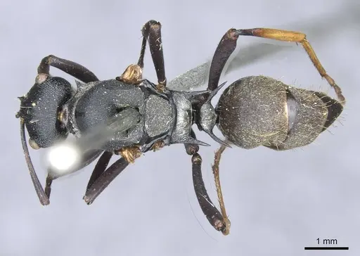 Polyrhachis terpsichore specimen CASENT0910848 image casent0910848_1