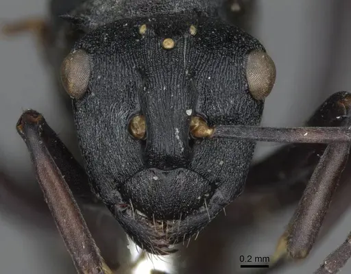 Polyrhachis terpsichore specimen CASENT0910848 image casent0910848_2