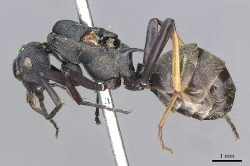 Polyrhachis terpsichore specimen CASENT0910848 image casent0910848_3