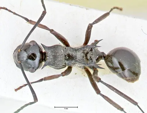 Polyrhachis tersa specimen FOCOL2613 image focol2613_1