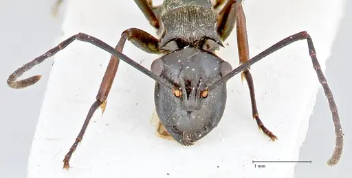 Polyrhachis tersa specimen FOCOL2613 image focol2613_2