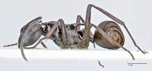 Polyrhachis tersa specimen FOCOL2613 image focol2613_3