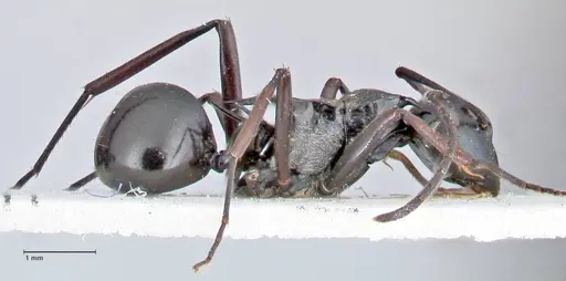 Polyrhachis tersa specimen FOCOL2613 image focol2613_4