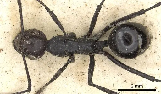 Polyrhachis textor specimen CASENT0901849 image casent0901849_1