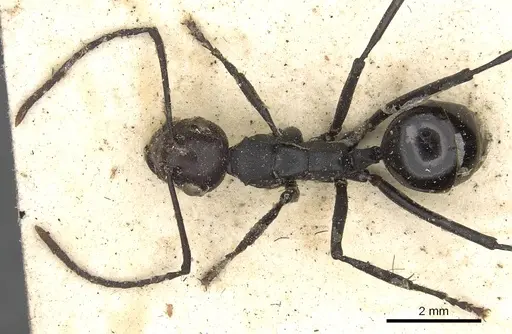 Polyrhachis textor specimen CASENT0901849 image casent0901849_2