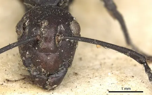 Polyrhachis textor specimen CASENT0901849 image casent0901849_3